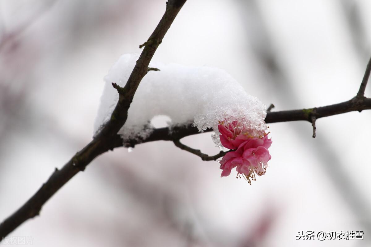 形容雪很美的诗句（小雪节气小雪诗10首）