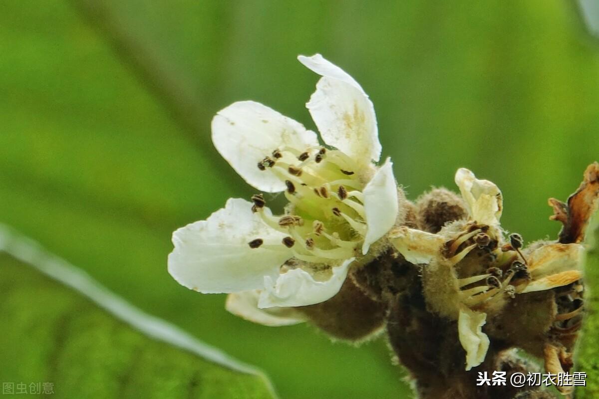 冬花如雪枇杷花诗词7首（枇杷花开如白雪，花开抵得北风寒）