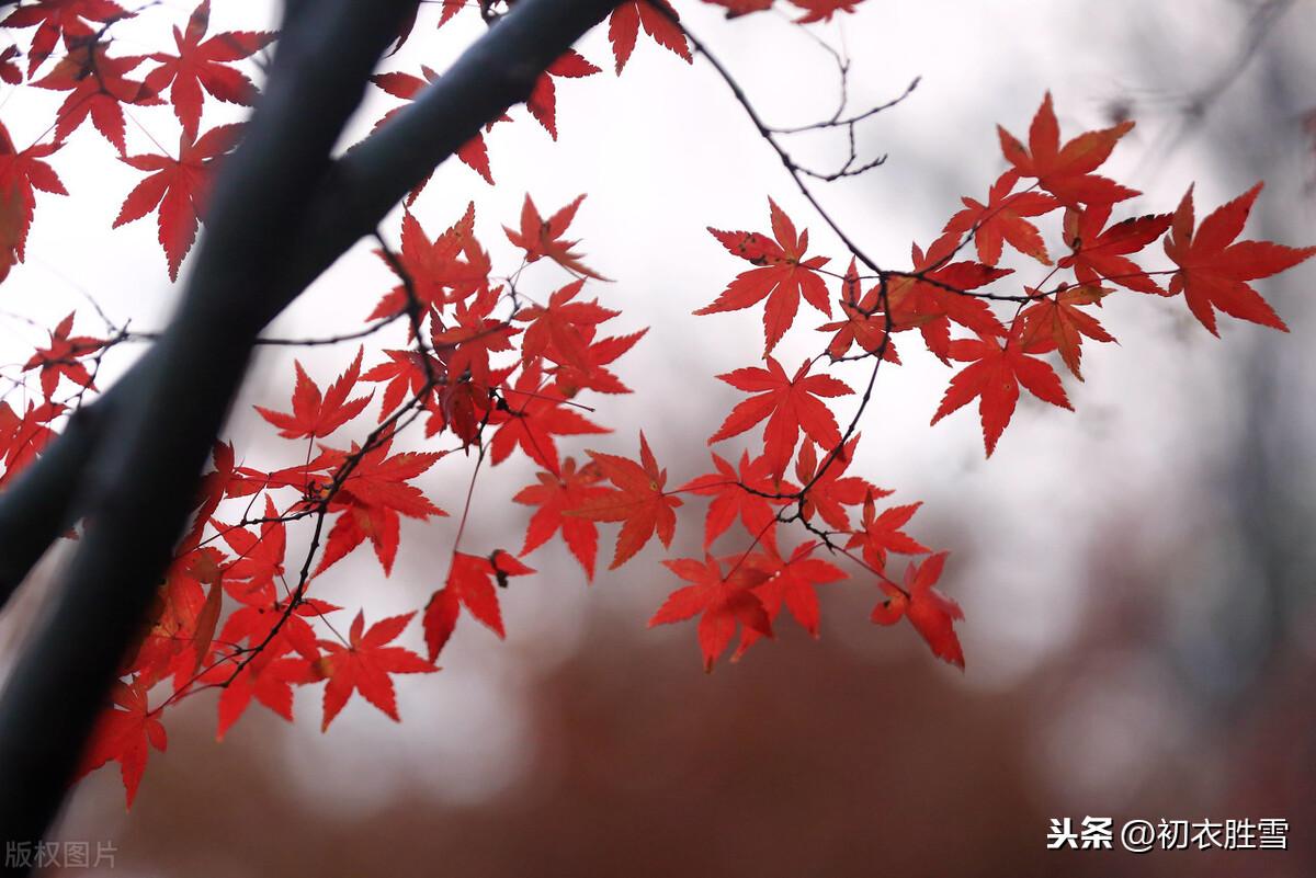 芦花经典诗词有哪些（枫叶芦花诗词八首）