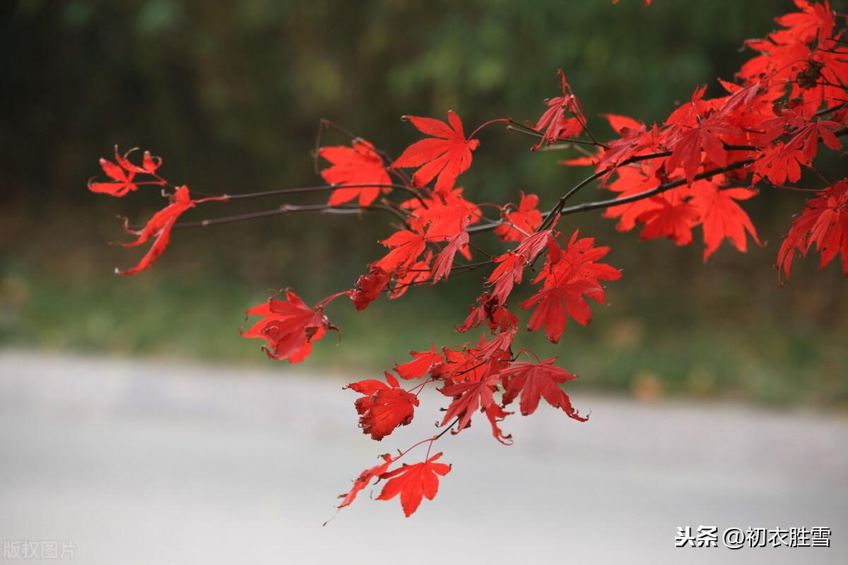 芦花经典诗词有哪些（枫叶芦花诗词八首）