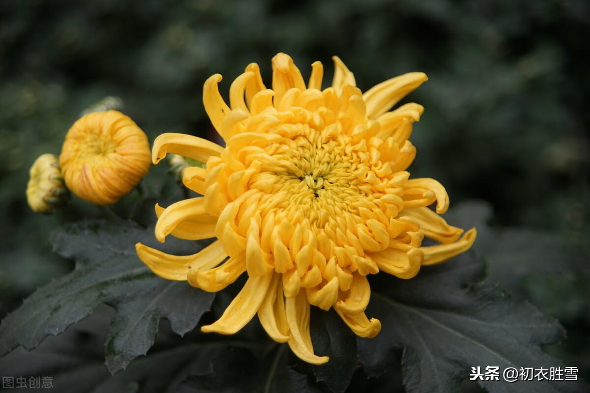 菊花经典诗词大全（杨万里奇诗美句赏菊四首）