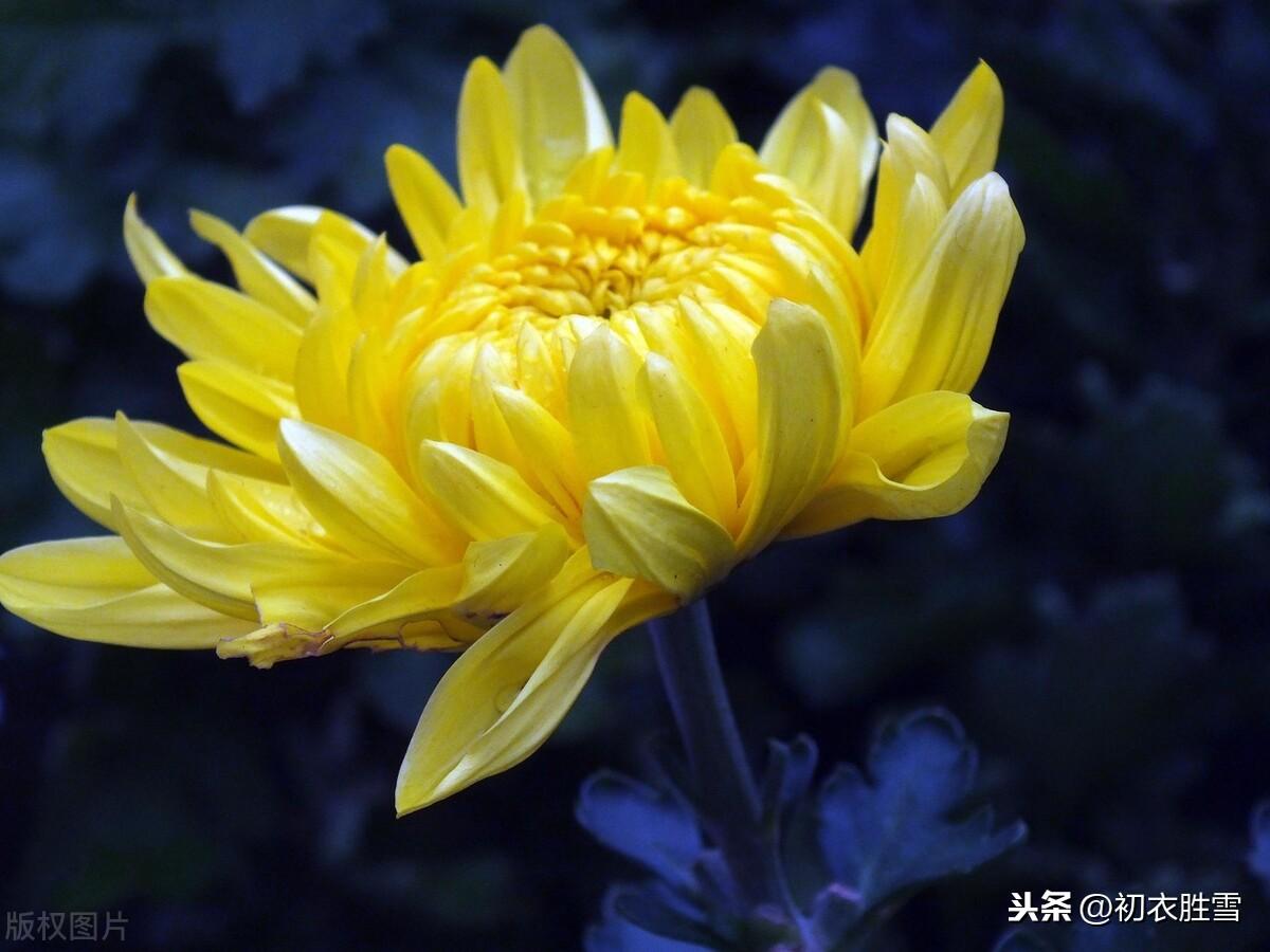 菊花经典诗词大全（杨万里奇诗美句赏菊四首）