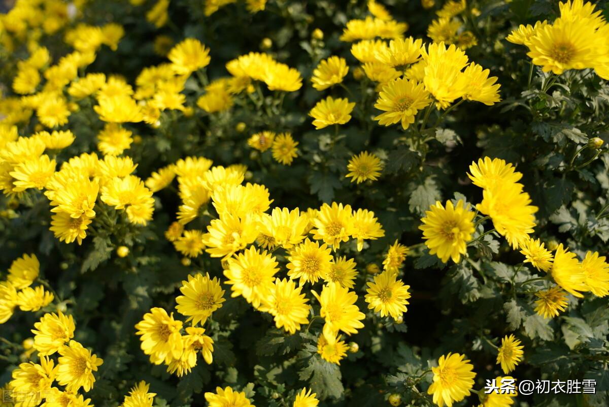 菊花经典诗词大全（杨万里奇诗美句赏菊四首）