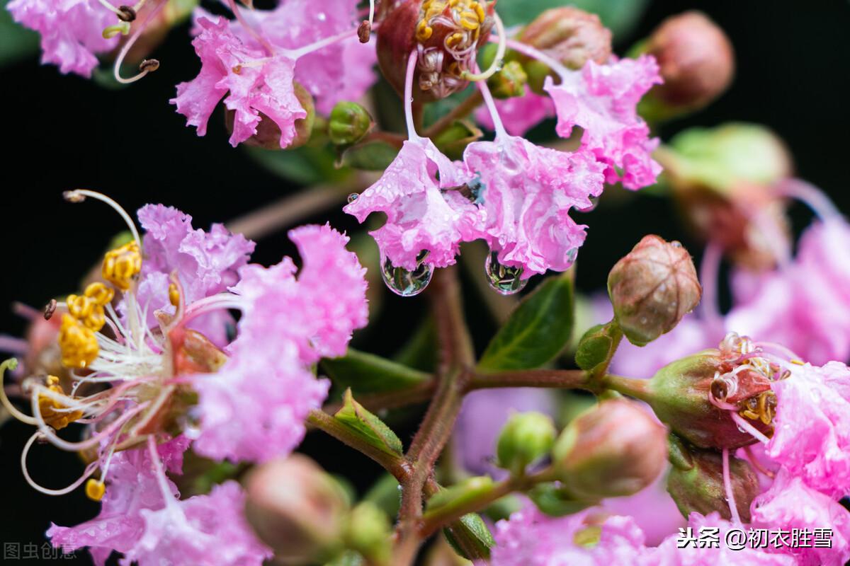 唐诗寒露节气诗8首鉴赏（寒露滋新菊，高丛见紫薇）