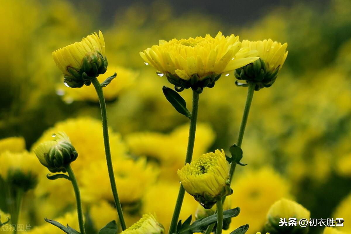 唐诗寒露节气诗8首鉴赏（寒露滋新菊，高丛见紫薇）