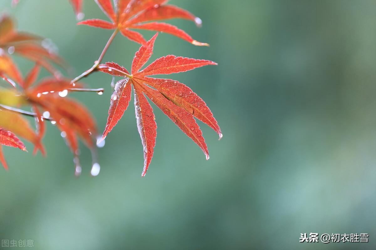 唐诗寒露节气诗8首鉴赏（寒露滋新菊，高丛见紫薇）