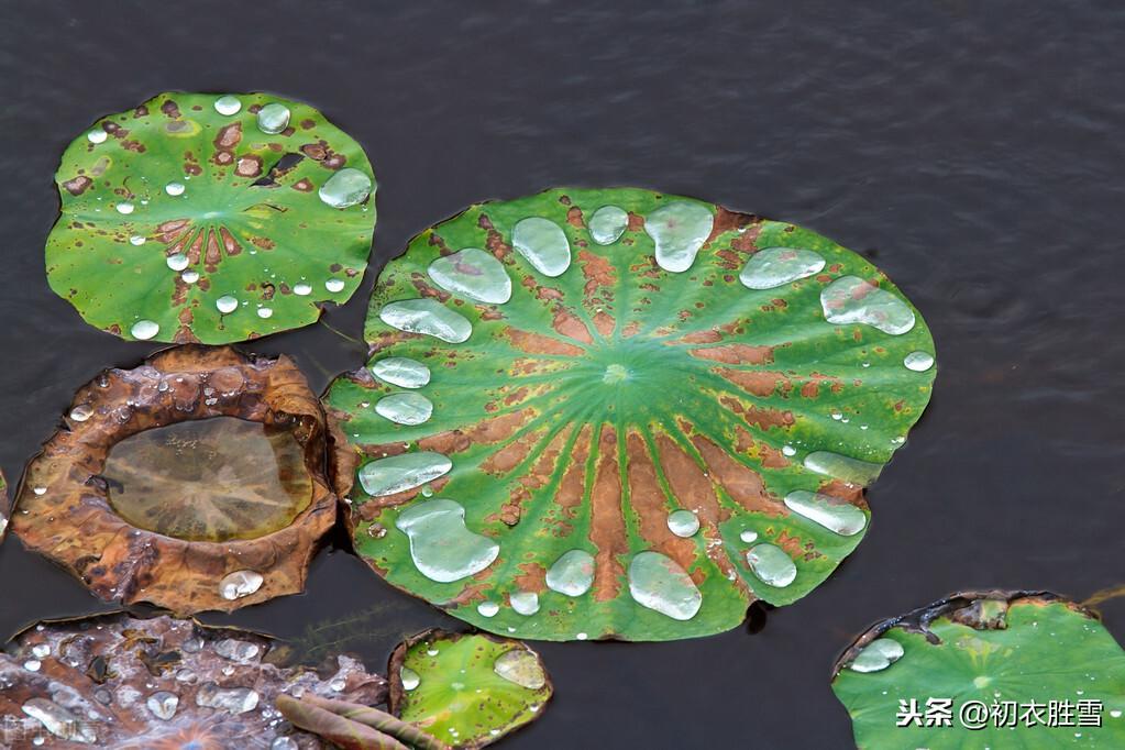 唐诗寒露节气诗8首鉴赏（寒露滋新菊，高丛见紫薇）