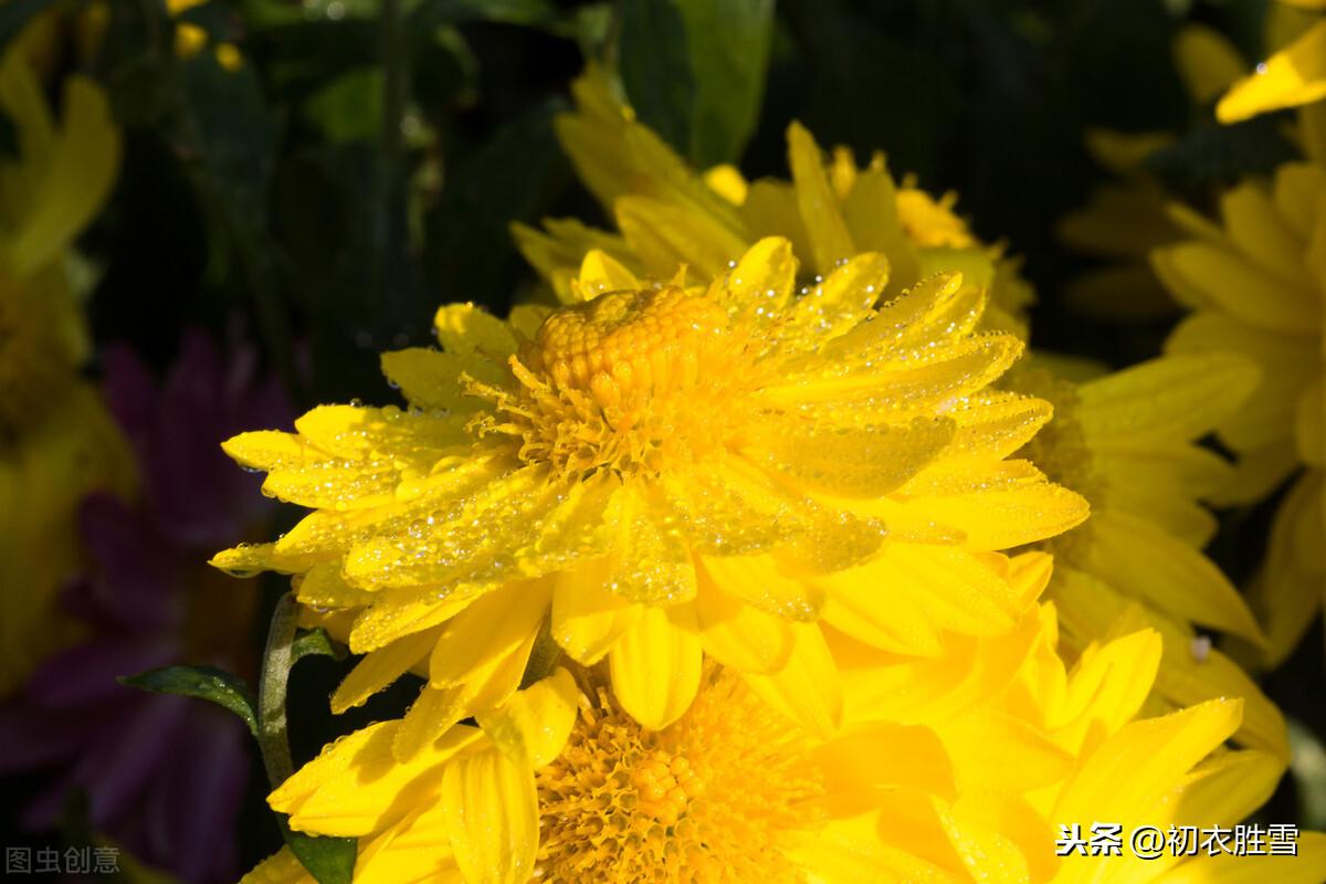 二十四节气之寒露经典诗词（寒露九月节，朝看菊渐黄）