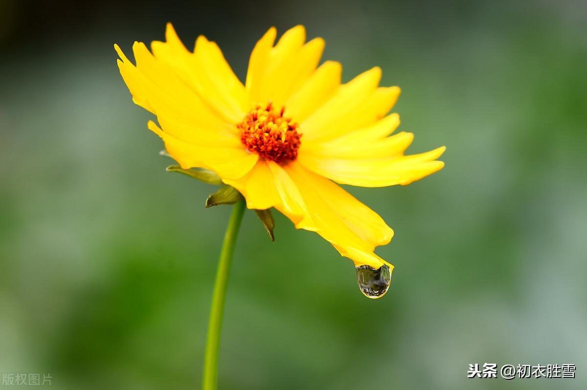 二十四节气之寒露经典诗词（寒露九月节，朝看菊渐黄）