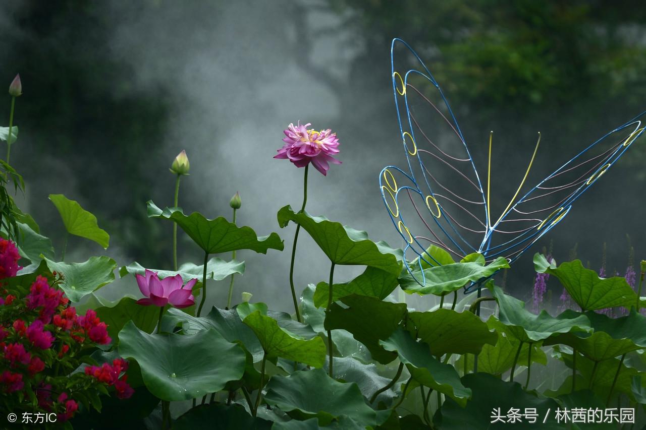 赞美蝴蝶的古诗，宋词唯美的10首《蝶恋花》