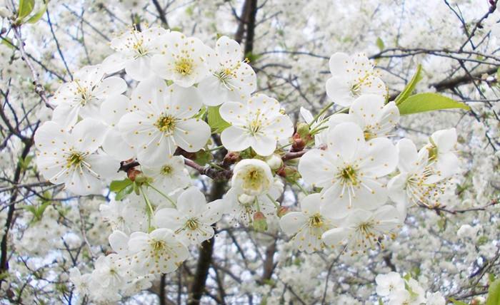 梨花唯美古诗大全（十首描写梨花的诗词）