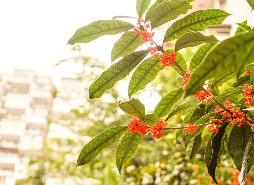 桂花经典古诗有哪些（桂花优美的10首诗词）