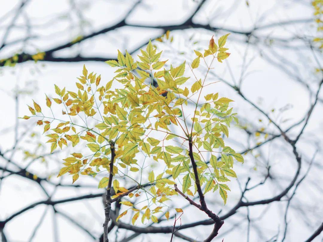 蝶恋花唯美诗词古句，10首经典《蝶恋花》