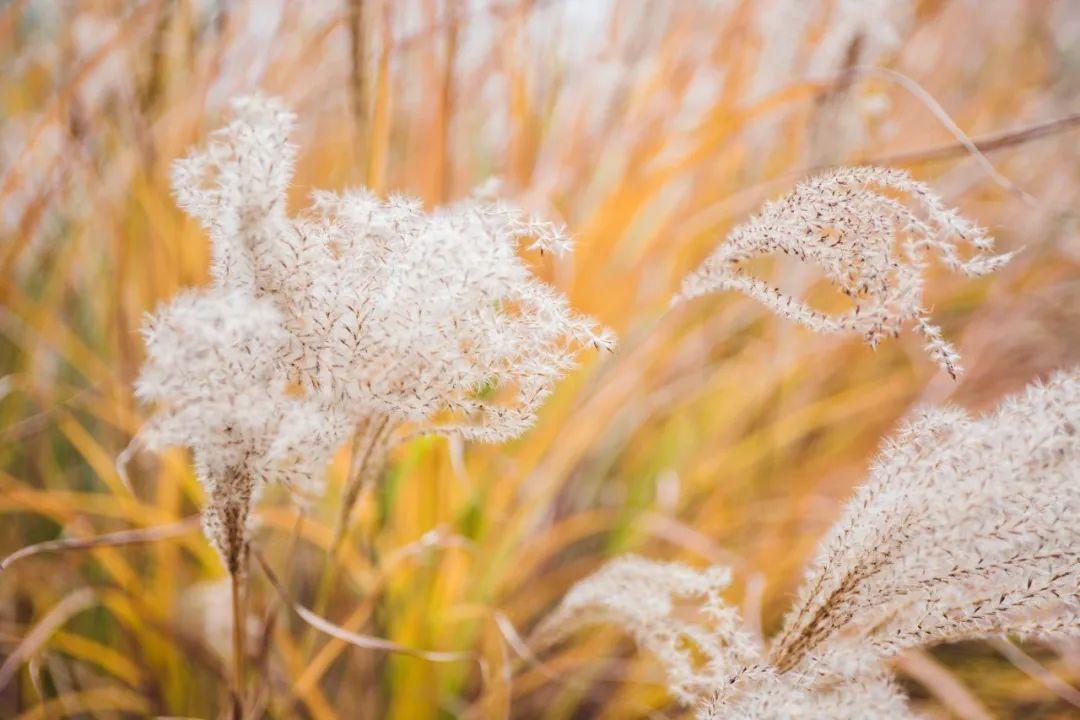 蝶恋花唯美诗词古句，10首经典《蝶恋花》