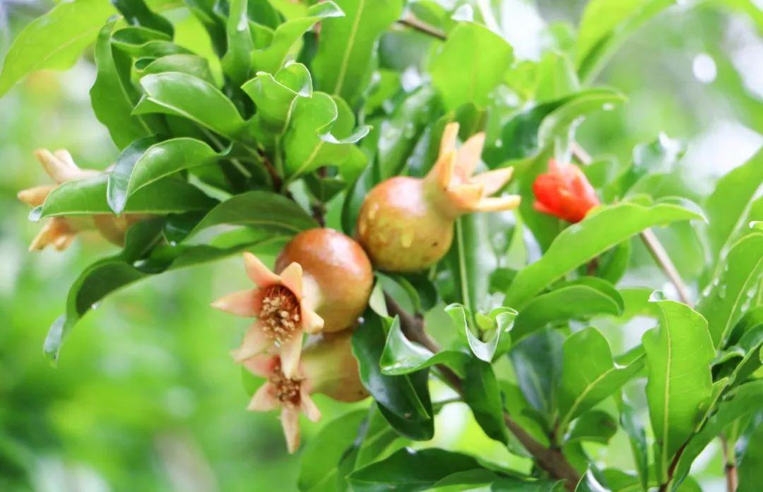 石榴花诗词古句大全（8首石榴花诗词）