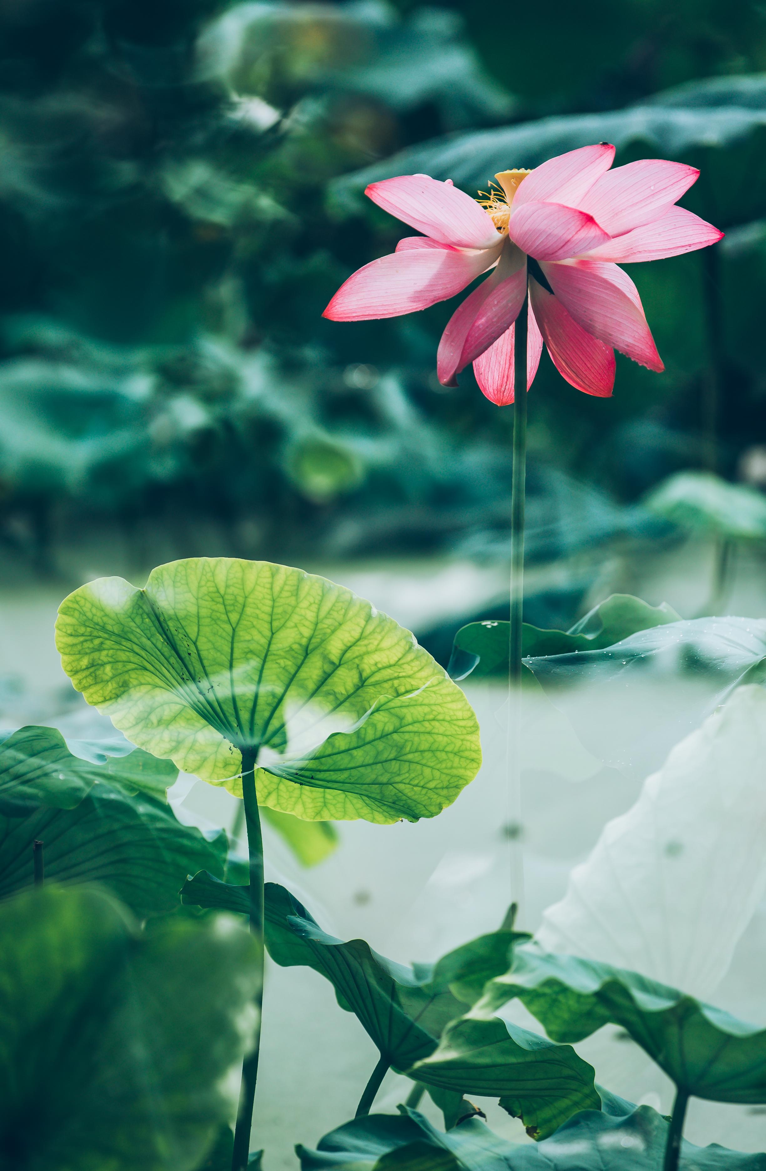 九夏已至，荷花盛放（六首唯美荷花诗词）