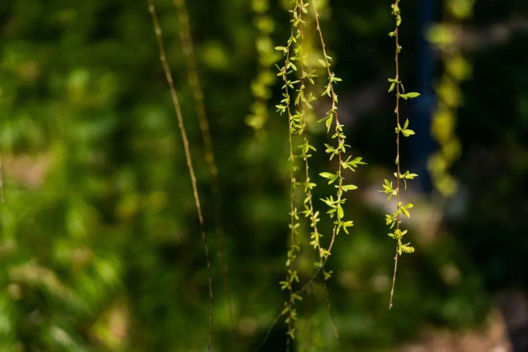 送春经典诗词有哪些（8首经典送春诗词）