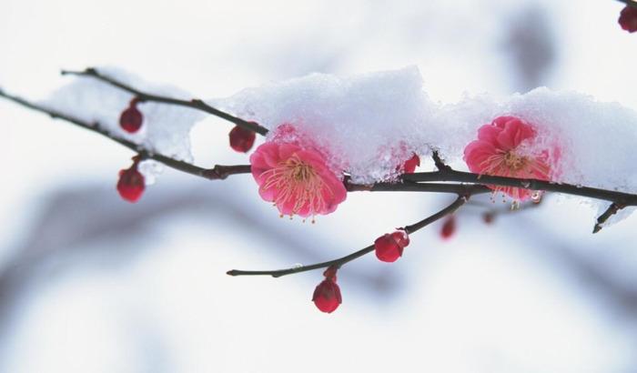 有关赞美第一场雪的句子的短句英语（初雪赞歌）