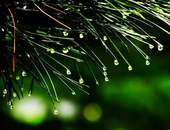 雨中漫步的唯美句子经典语句_秋雨露（怀抱着雨季的美好，一步步走向梦想）