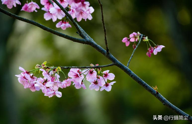 关于樱花句子（绽放在东方的唯美艺术）