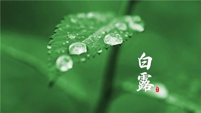 白露节气短语（白露节气祝福句子——秋高气爽，白露红叶。）