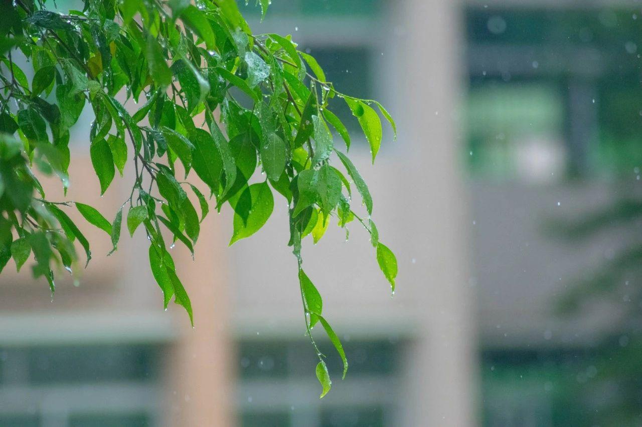 微雨经典古诗释义（20首微雨唯美诗词）