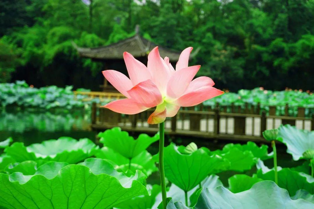 静坐听雨，卧听蝉鸣（12首大暑经典诗词）