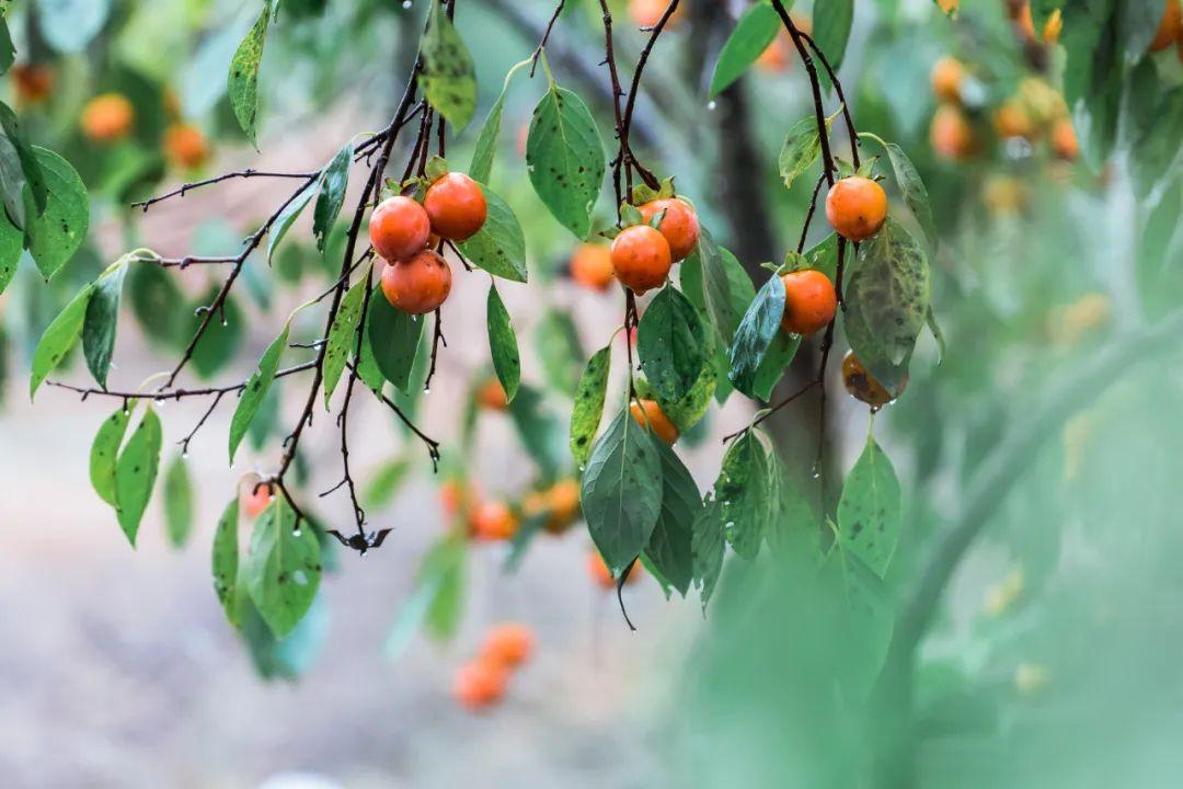 静坐听雨，卧听蝉鸣（12首大暑经典诗词）