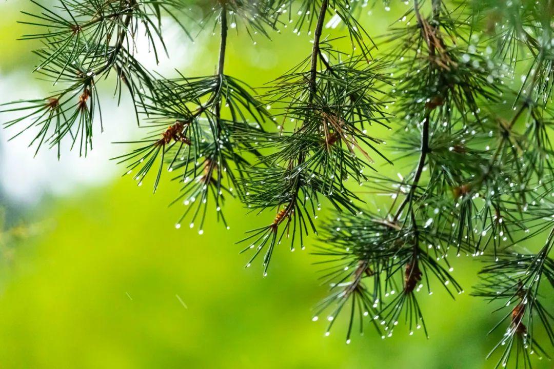 静坐听雨，卧听蝉鸣（12首大暑经典诗词）