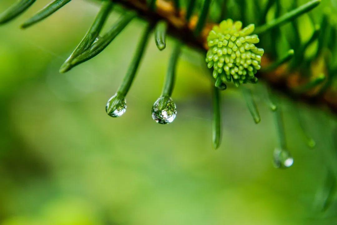 静坐听雨，卧听蝉鸣（12首大暑经典诗词）