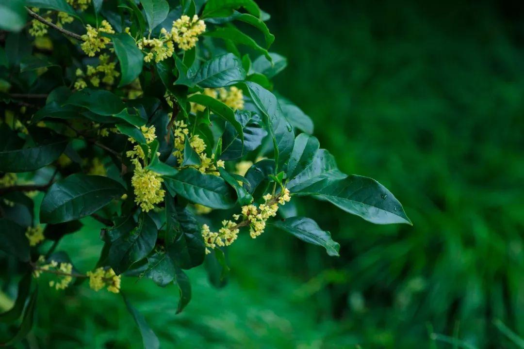 桂花经典诗词有哪些（30句桂花经典古诗）