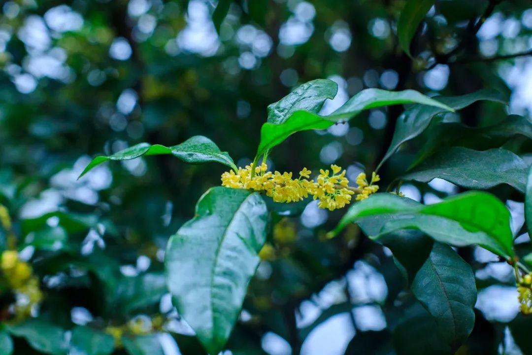 桂花经典诗词有哪些（30句桂花经典古诗）