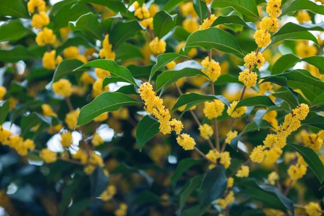 桂花经典诗词有哪些（30句桂花经典古诗）