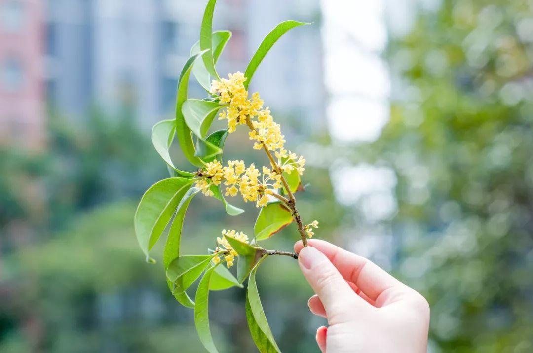 桂花经典诗词有哪些（30句桂花经典古诗）