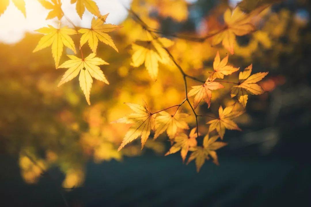 岁月匆匆去，倏然又惊秋（七首经典立秋诗词）