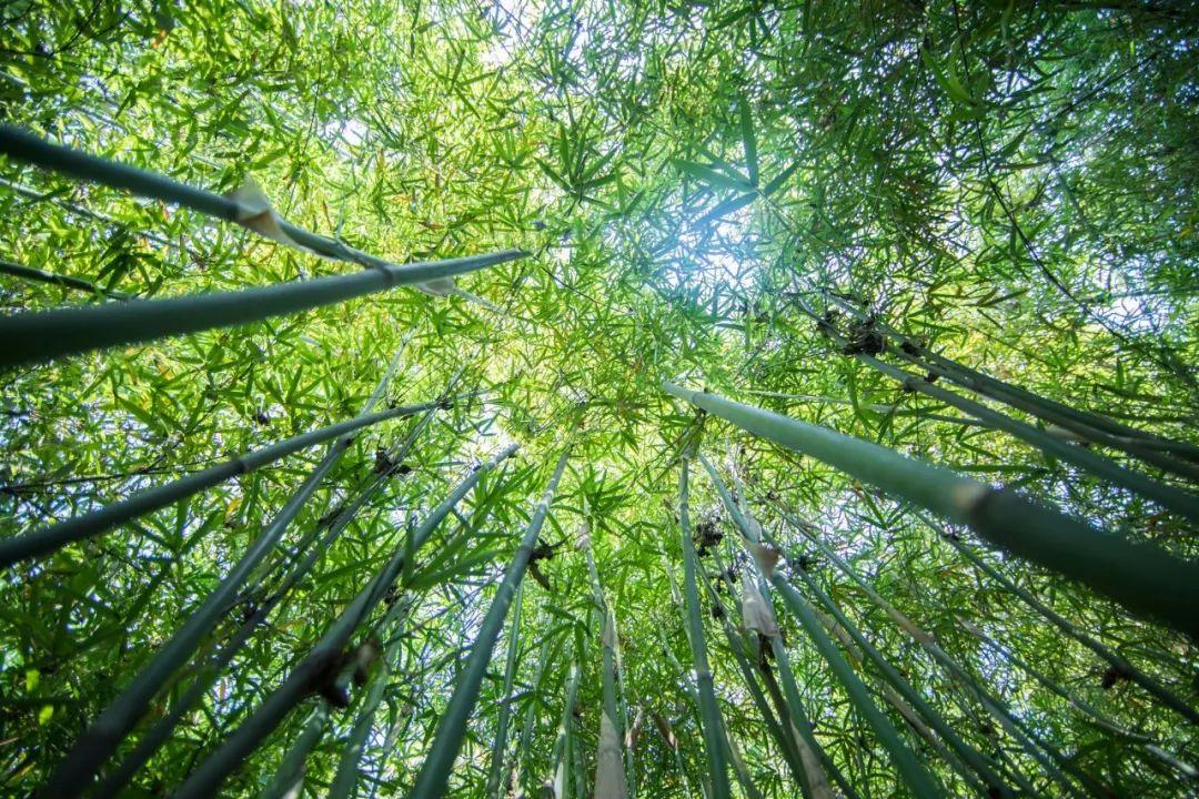 描写夏天的优美诗句（100首夏日诗词）