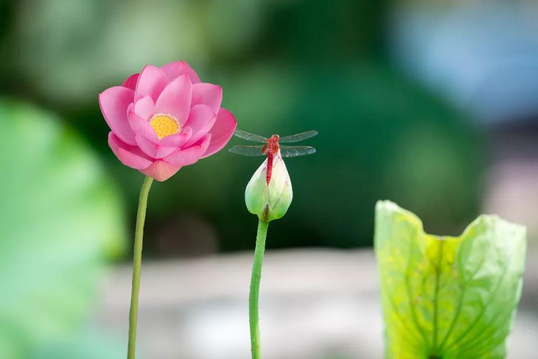 描写夏天的优美诗句（100首夏日诗词）