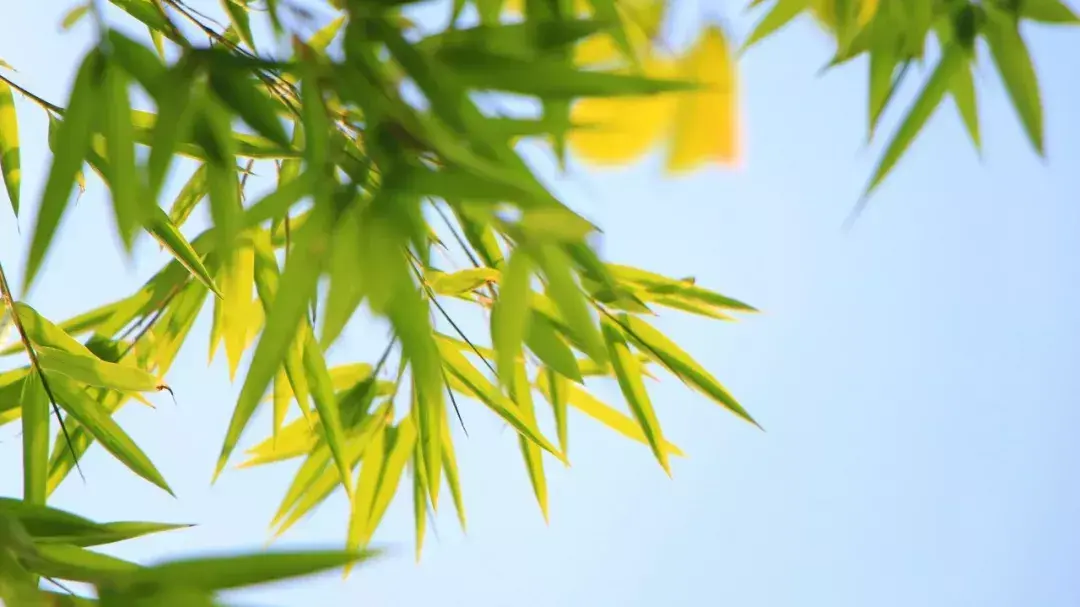 细雨鱼儿出，微风燕子斜（推荐100句唯美春日诗词）