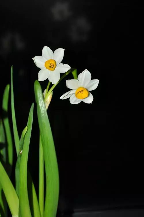 名花经典诗词有哪些（名花十首诗词）