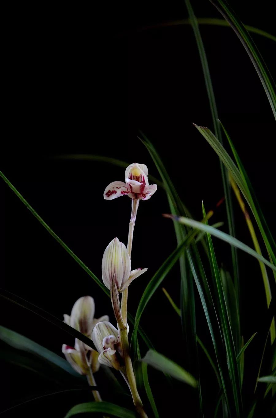 名花经典诗词有哪些（名花十首诗词）