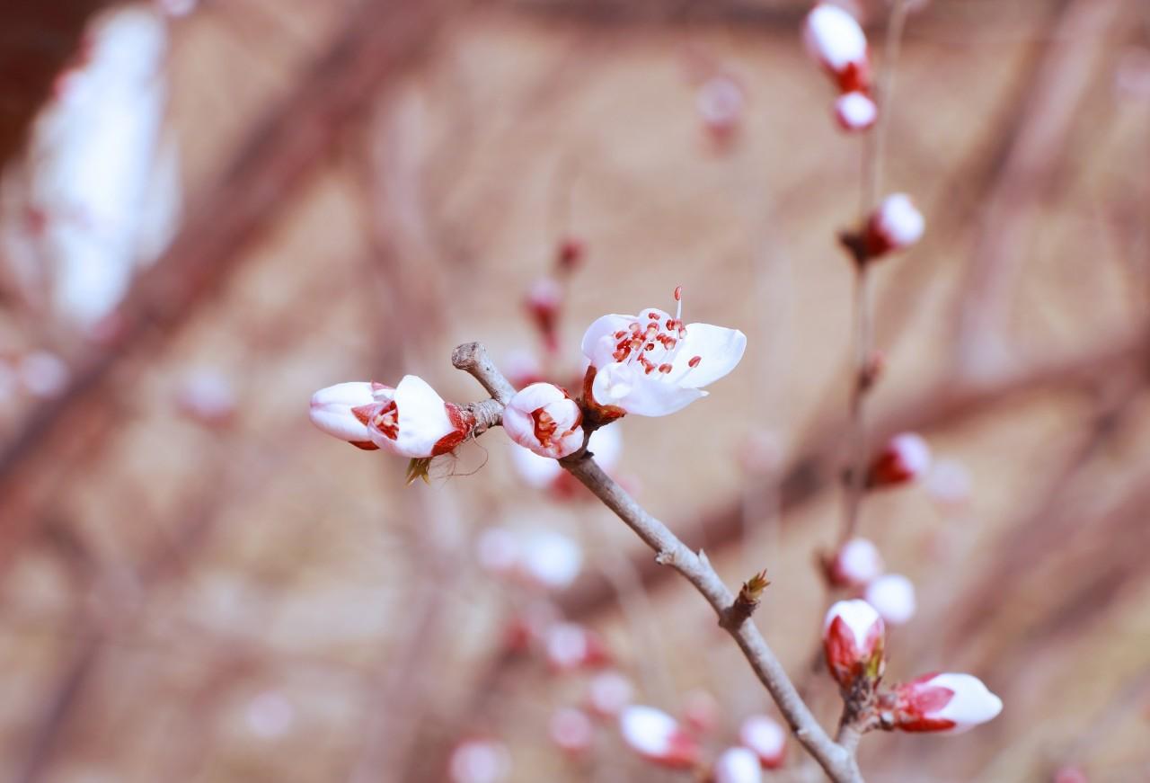 桃花经典诗词大全（48首经典桃花诗词）