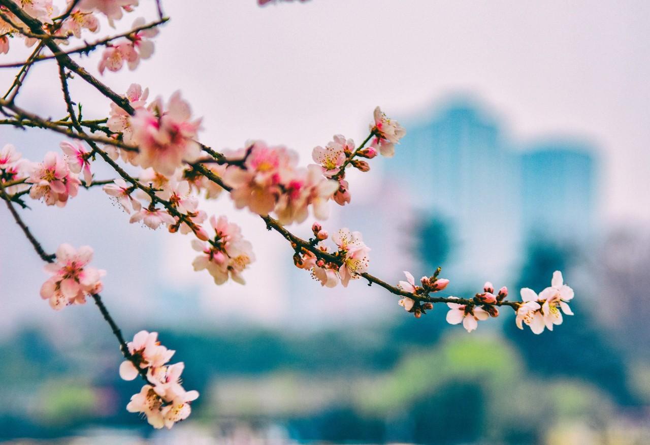 桃花经典诗词大全（48首经典桃花诗词）