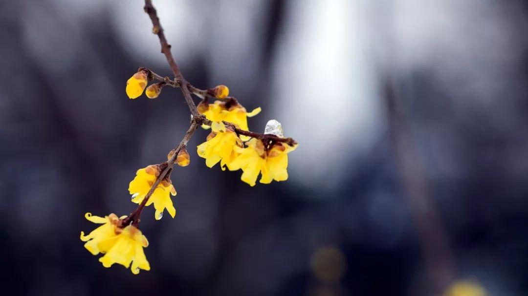 梅花释然经典诗词（十首梅花唯美诗词）