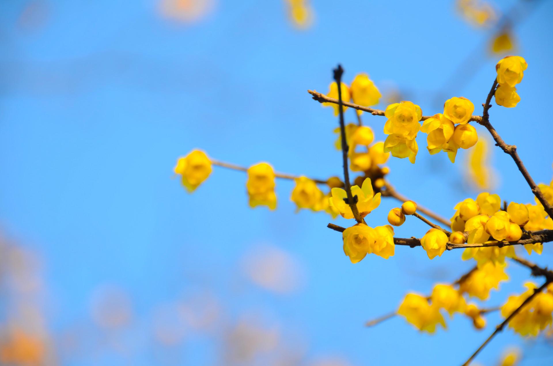 梅花释然经典诗词（十首梅花唯美诗词）