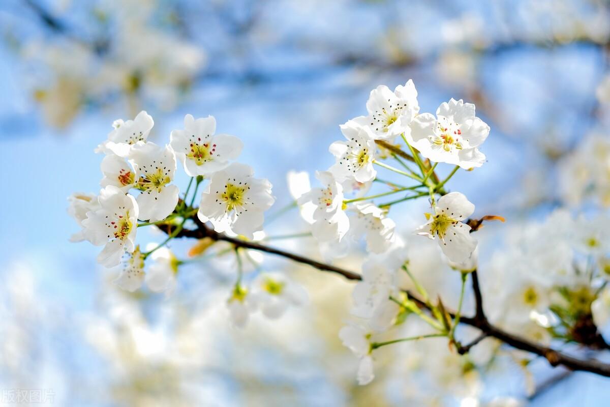 冷艳全欺雪，余香乍入衣（精选10首唯美的梨花诗词）