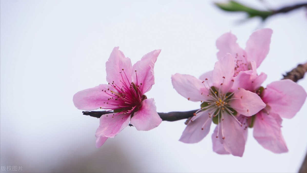 桃花一簇开无主，可爱深红爱浅红（10首桃花经典诗词）