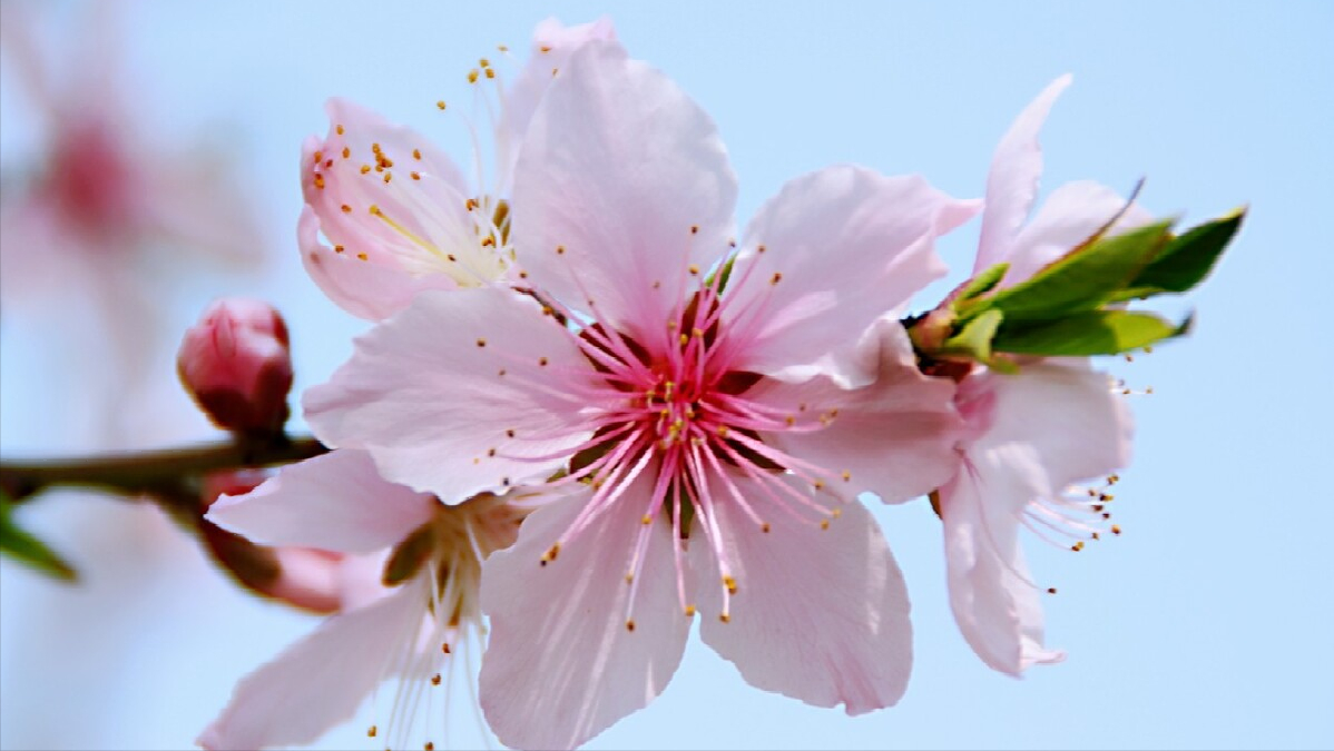 桃花一簇开无主，可爱深红爱浅红（10首桃花经典诗词）