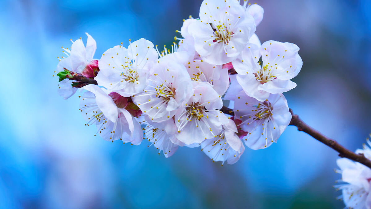 杏花唯美诗词大全（10首经典杏花诗词）