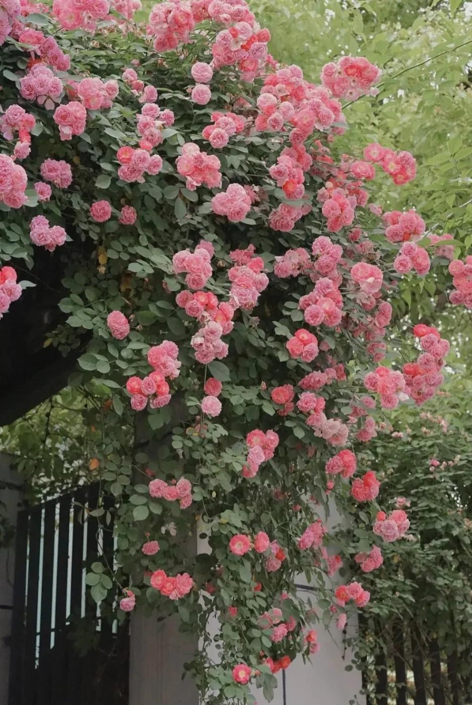 蔷薇花经典诗词有哪些（蔷薇花六首古诗词）