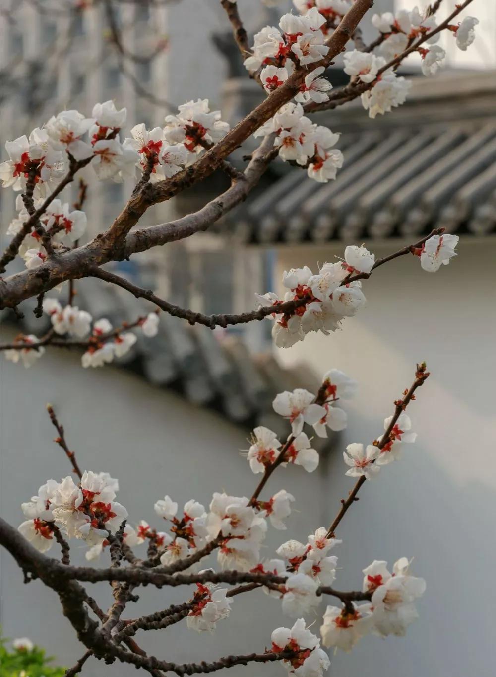 春暖花开，百花竞放（关于咏花诗词19首）